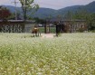 ��巯�� �޹в�, ����� �׸��� �Ǿ�� �ð����� ��