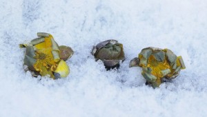 �� ������ ����