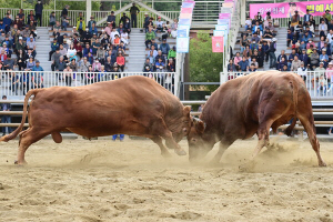 ÁøÁÖ ½Ã¹Î»çȸ´Üü ¼Ò½Î¿ò ´ëȸ ÆóÁö ÁÖÀå