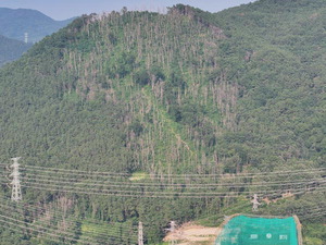 ��ҿ� Ÿ �������� �ҳ���, ���� 6�� ���� ����