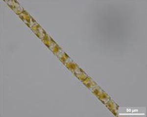 ���� ���� �Ĺ��ö�ũ�� 58% �ް�