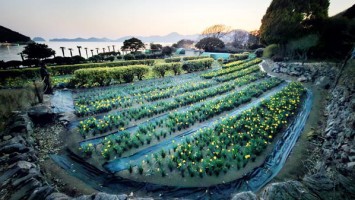 ���� ����� ������