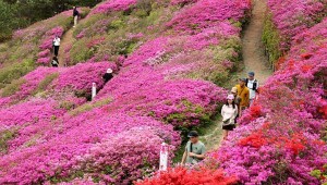 ��ߺұ� �ɵ���