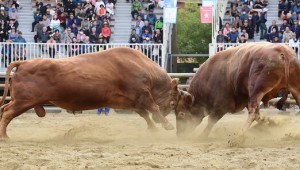 ¡°µ¿¹°ÇÐ´ë ¡®ÁøÁÖ ¼Ò½Î¿ò¡¯ °í¸¸Çϼҡ±