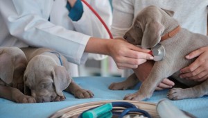 �������� �����, ���� �� �ְ� 1.7����� ���� ��