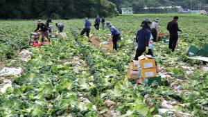 �泲 ���� �ֹε�, �Ŵ� ���������ǰ��(15�� ��) �޴´�