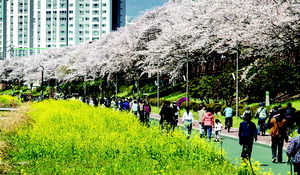 ���� ������ ���������� ����� �ܸ�