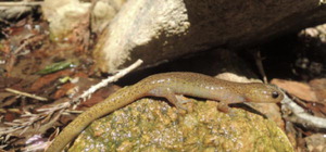 �����걹������ ����� �������������մ������µ��ڲ� ����