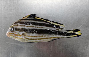 ���� �ٴ� ã�ƿ� �ƿ��� ��� ����