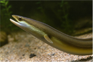 ¹ìÀå¾î¼Ó ¸ðµç Á¾, ¸êÁ¾À§±â¿¡ óÇÑ ¾ß»ýµ¿½Ä¹° ±¹Á¦°Å·¡Çù¾à ºÎ¼Ó¼¥± µîÀç ÃÖÁ¾ ºÎ°á